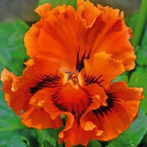 Viola wittrockiana F1 Frizzle Sizzle Orange